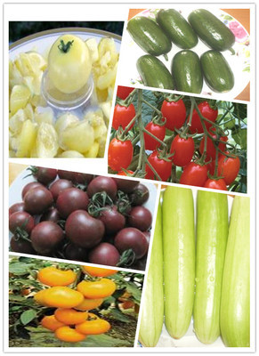 水果番茄_有機(jī)農(nóng)產(chǎn)品_上海西沙一號生態(tài)園