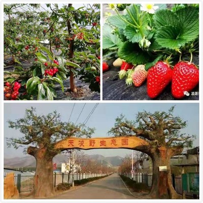 生態園——都市中的綠洲